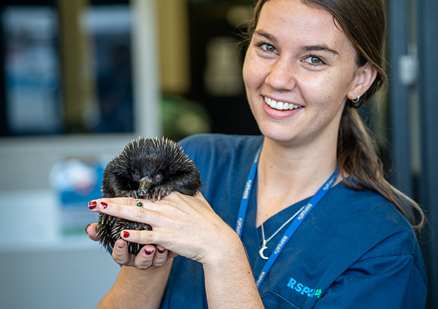 Vet nurse Sophia monitoring the echidna post-surgery